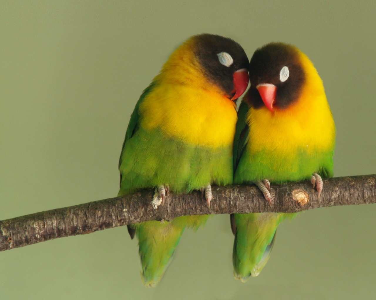Pair Love Bird Wallpaper